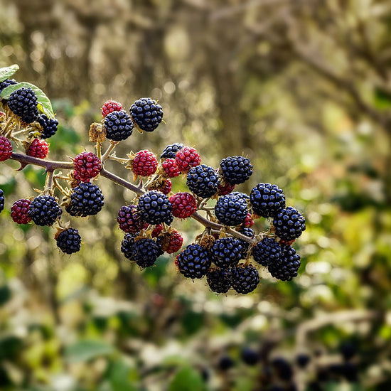 A bramble of berries with high anthocyanin content 