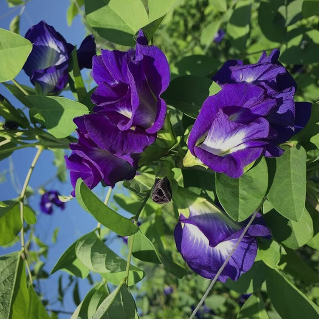 butterfly pea flower plant