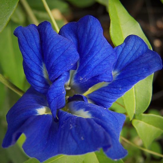 butterfly pea flower plant